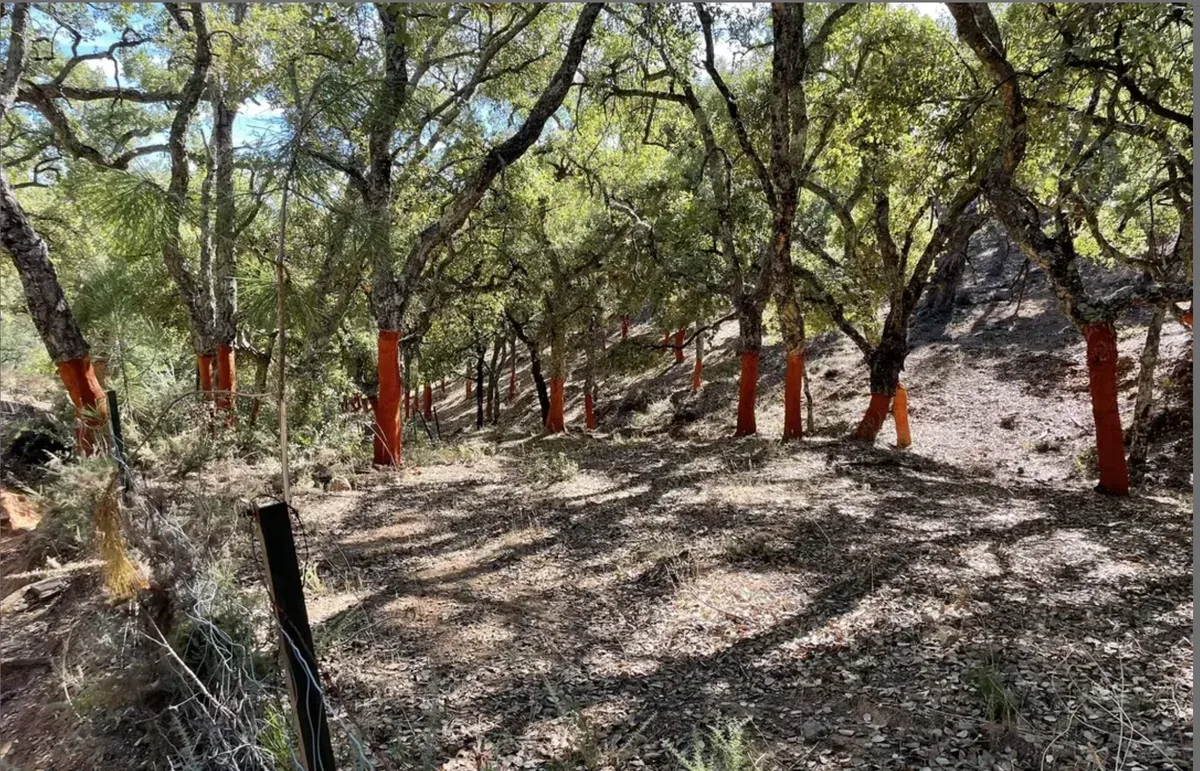 Sierra de Aracena Hiking Trails Guide – The Best Routes in Southern Spain