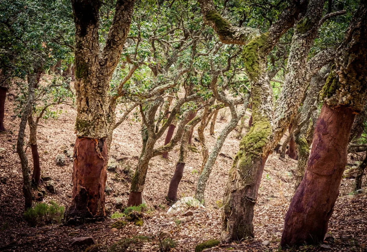 Trees of Aracena with their bark stripped