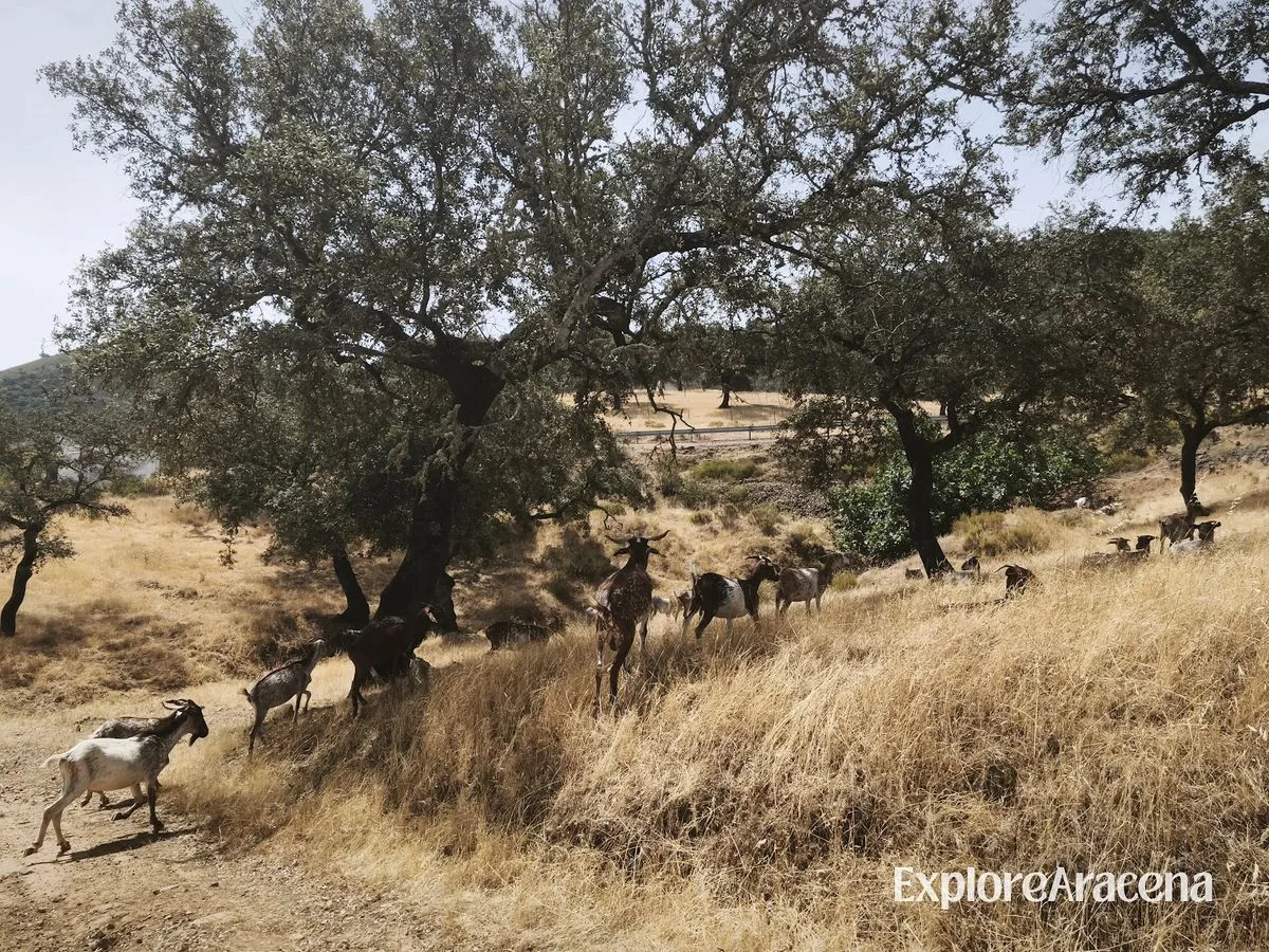 Secret Nature Spots Near Aracena Locals Love