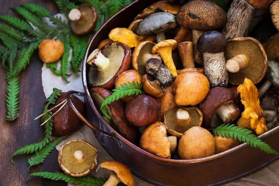 October Mushroom Season in the Sierra de Aracena