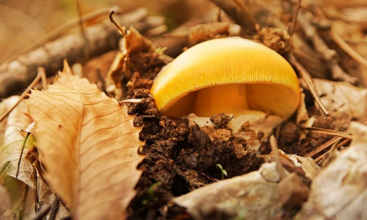 November in Aracena: Mushrooms, Mosto and Autumn Traditions