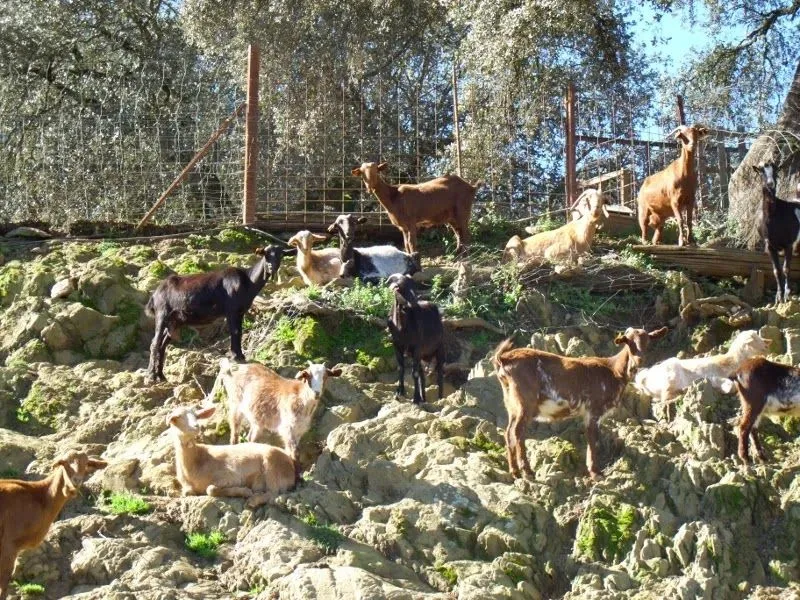 Meet the Goats and Make Cheese: Visiting Monte Robledo in Aracena