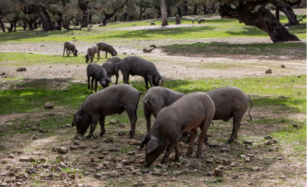 Pigs in Aracena roaming in the pastures